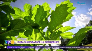 Куда жаловаться на борщевик?
