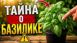 Если у вас дома есть БАЗИЛИК... вам нужно это знать!