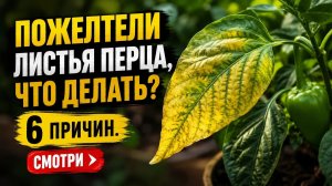 Желтеют листья на перце. Как распознать причину и устранить? Советует эксперт