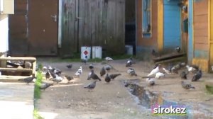 Голуби в Резекне. Голубой домик