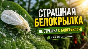 Трипсы, белокрылка, грибные комарики? Один препарат против всех!