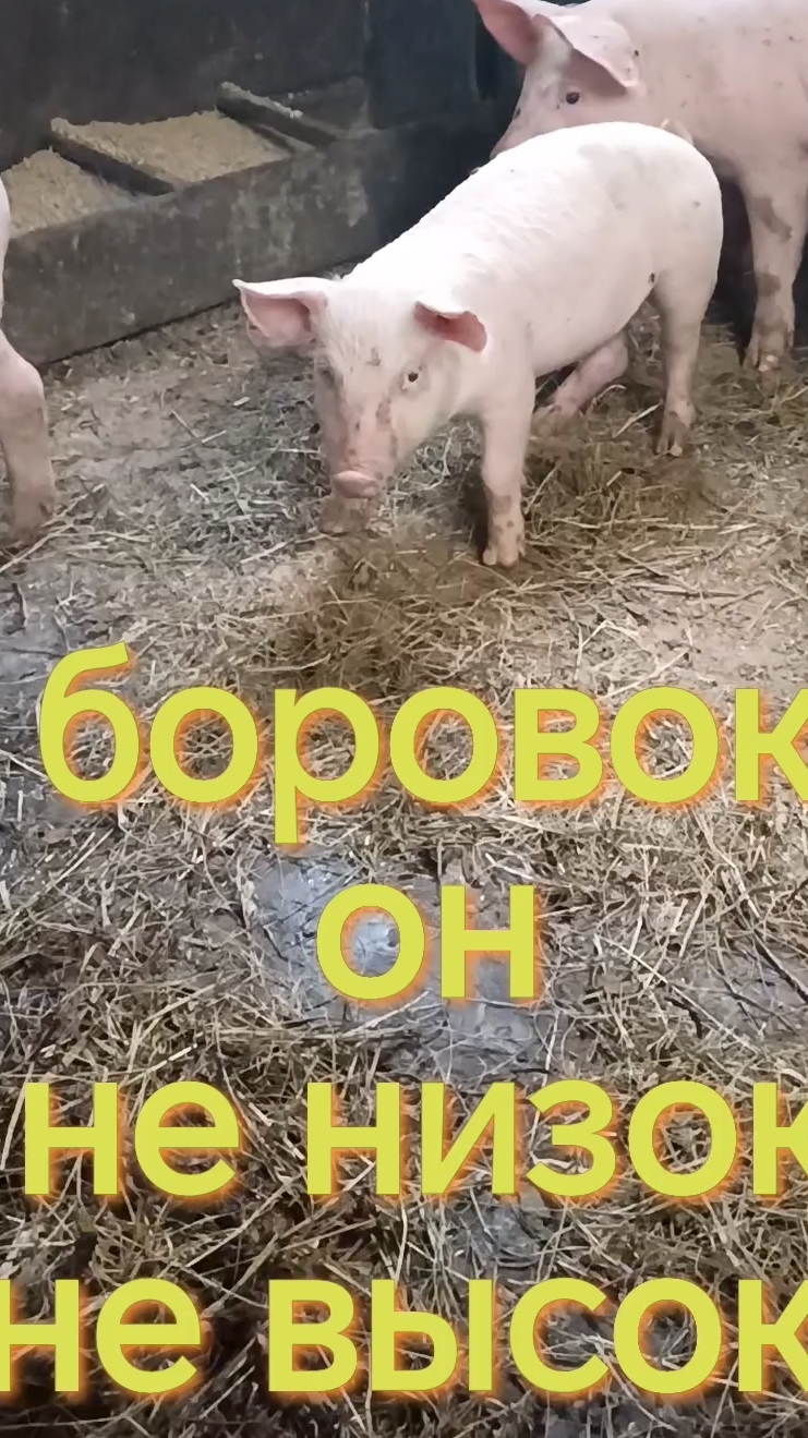 Боровок он не низок не высок. Посмотрим что вырастет к декабрю