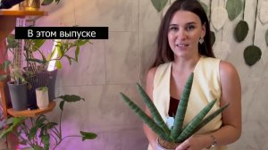 Замена грунта сансевиерии. Сделала только хуже?