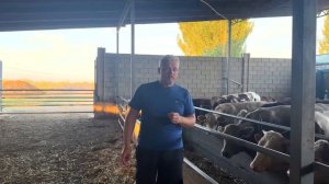 Откорм Бычков привязь или беспривязь плюсы минусы