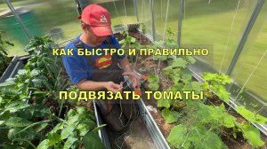 Как быстро и правильно подвязать ТОМАТЫ и ОГУРЦЫ в теплице