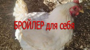 Цыплята бройлеры