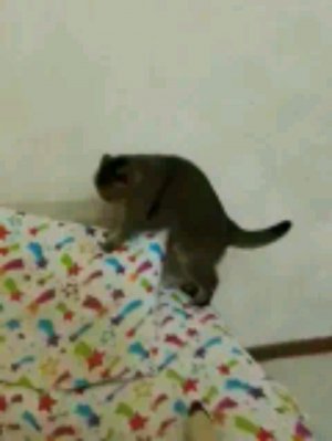 Кошка