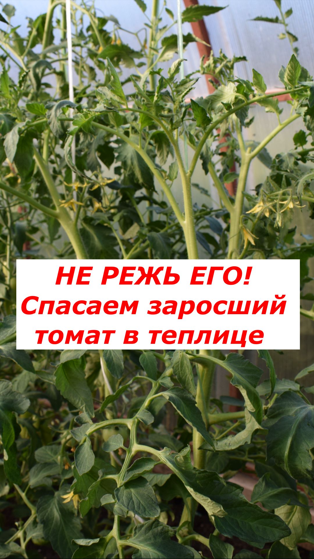 Шок в теплице: как 2 ствола превратились в 3!