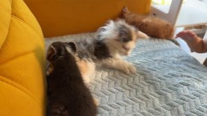 Соболь знакомится с кошками