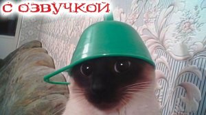 Приколы с котами🐾 УГАРНЫЕ КОТЫ С ОЗВУЧКОЙ!🐾Самые смешные животные!
