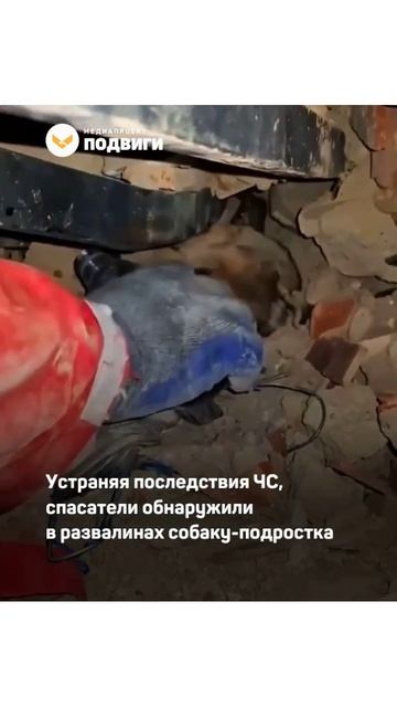 В Каракасе нашли и достали из-под завалов обессиленную собаку