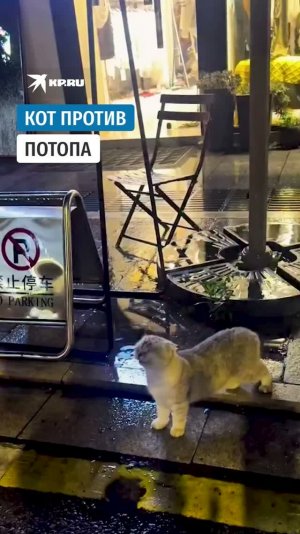 Кот против потопа