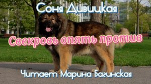 Соня Дивицкая «Свекровь опять против» рассказ Читает Марина Багинская