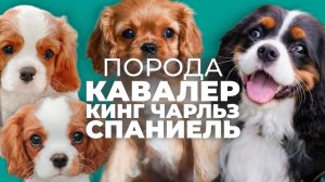 Кавалер-кинг-чарльз-спаниель: плюсы, минусы? Кому подходит эта порода, стоит ли заводить