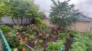 Обзор огорода// 🌺готовим плов// 🧑🍳