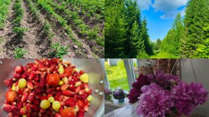 Пробуем мягкую карамель ,прополка продолжается 29-06-2026