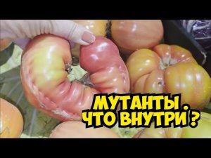 Я в ШоКе ! Купила мутанты . Что внутри ? Элла Австралия
