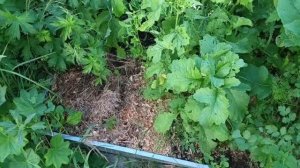 Начало отпуска! Отдых это смена вида деятельности. Дача в середине июня.
