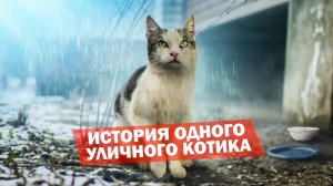 Спасение кота «Немишки». Кот ищет дом / SANI vlog