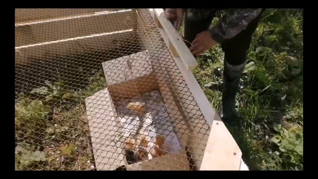 уличный цыплятник - переносной выгул с крышкой готов смотреть онлайн