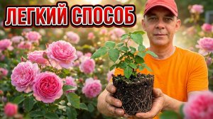 КАК ЛЕГКО РАЗМНОЖИТЬ ПЛЕТИСТУЮ РОЗУ ЧЕРЕНКАМИ В ИЮНЕ-ИЮЛЕ на примере сорта ПИНК КЛАУД