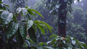 🌧️🌿 ДОЖДЬ С ГРОЗОЙ В ТРОПИЧЕСКОМ ЛЕСУ ДЛЯ СНА, ОТДЫХА И РАССЛАБЛЕНИЯ