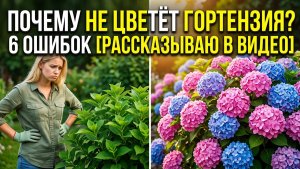 Гортензия не цветёт? 6 ошибок, которые вы совершаете каждый год