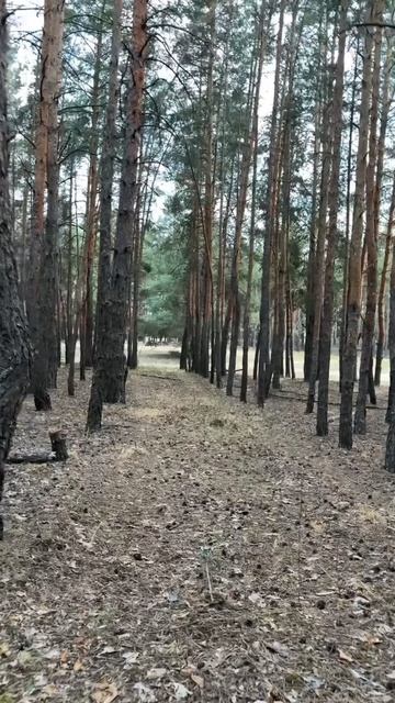 Прогулка по летнему лесу в лучах солнца ASMR смотреть онлайн