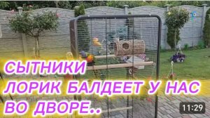 САМВЕЛ АДАМЯН, СЫТНИКИ, ЛОРИК БАЛДЕЕТ В НАШЕМ ДВОРЕ..