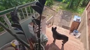 Жизнь вне орхидей. не сойти с УМА в доме на Юге от этого занятия ： СПАСИБО за поддержку в работе