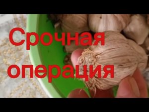 Портиться чеснок, это не беда. Нужно быстро провести «реанимацию»