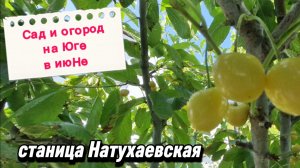 Сад и огород на Юге в июНе