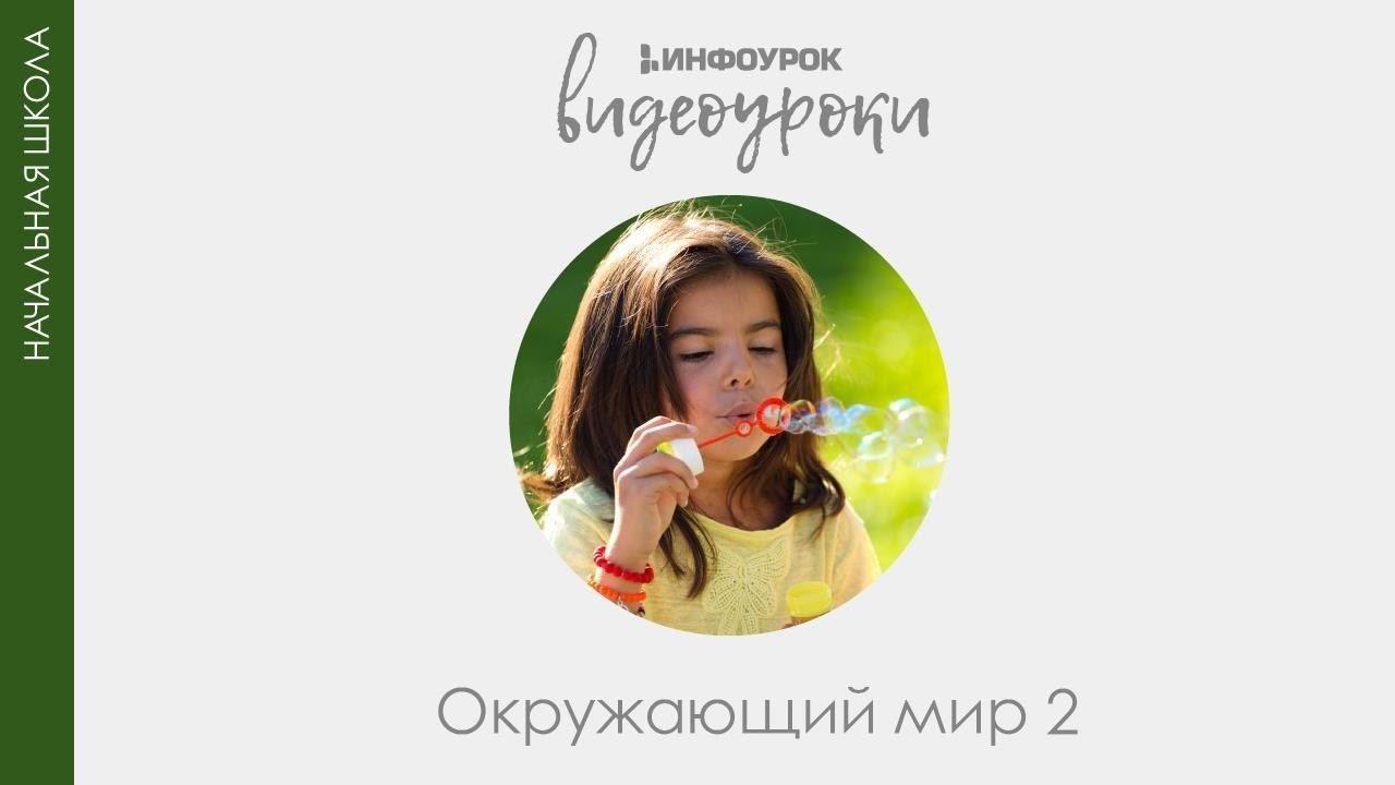 Определение сторон горизонта по народным приметам| Окружающий мир 2 класс #22 | Инфоурок смотреть онлайн