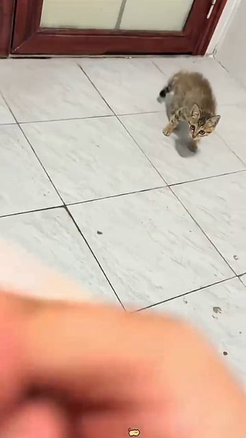 🐱😾😸