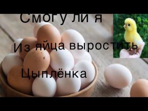 Пытаемся вырастить из яйца цыпленка.