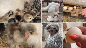 ЕДУ В КУРЯТНИК НА ДАЧЕ Курица с цыплятами сама на даче