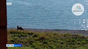Почти вдвое меньше медведей стало в Байкало-Ленском заповеднике
