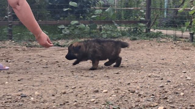 Баларис Я6 СУКА,  1 месяц 10 дней.