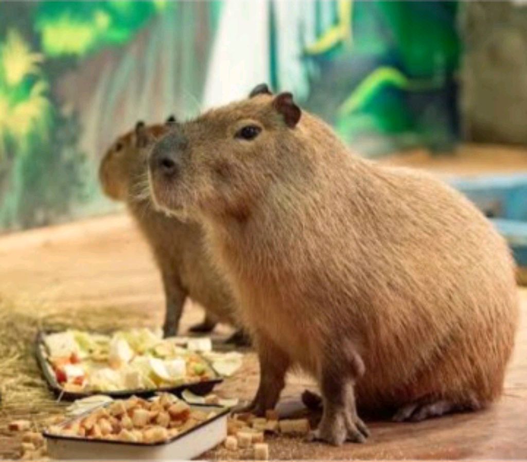 стрим смотреть онлайн