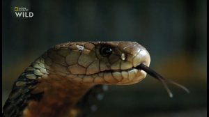 В городе змеи 7 сезон,6эп. Госпожа мамба.National Geographic Wild HD смотреть  онлайн