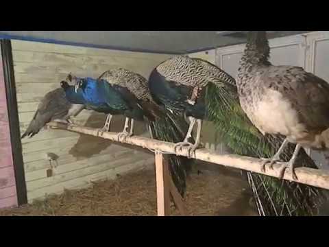 Содержание павлинов зимой/Winter maintenance peacocks смотреть онлайн
