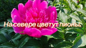 Погода взбунтовалась! Сильный ветер, ливень