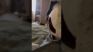 Ниндзя-детектив:домашнее расследование (сражение на мечах с ниндзя-самураем : битва с Тимоном)