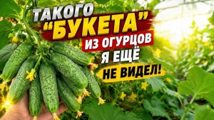 Эти огурцы действительно ОЧЕНЬ урожайные!
