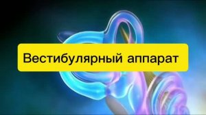 Вестибулярный аппарат