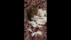 Котенок порвал бумагу