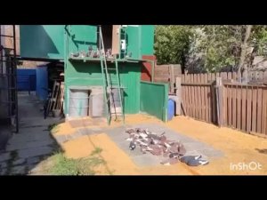 23 октября 2025 г.Курские голуби.Липецк