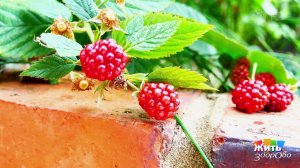 Малина: польза сезонных продуктов. Жить здорово! Фрагмент выпуска от 30.06.2026