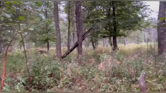 Охота на благородного оленя! Олень на реву! Пойма Припяти! смотреть онлайн