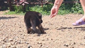 Баларис А3-КОБЕЛЬ,  1 месяц 7 дней.